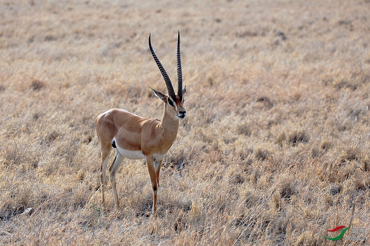 136,动物精华葛氏瞪羚--北洋鱼老师2018年6月18日