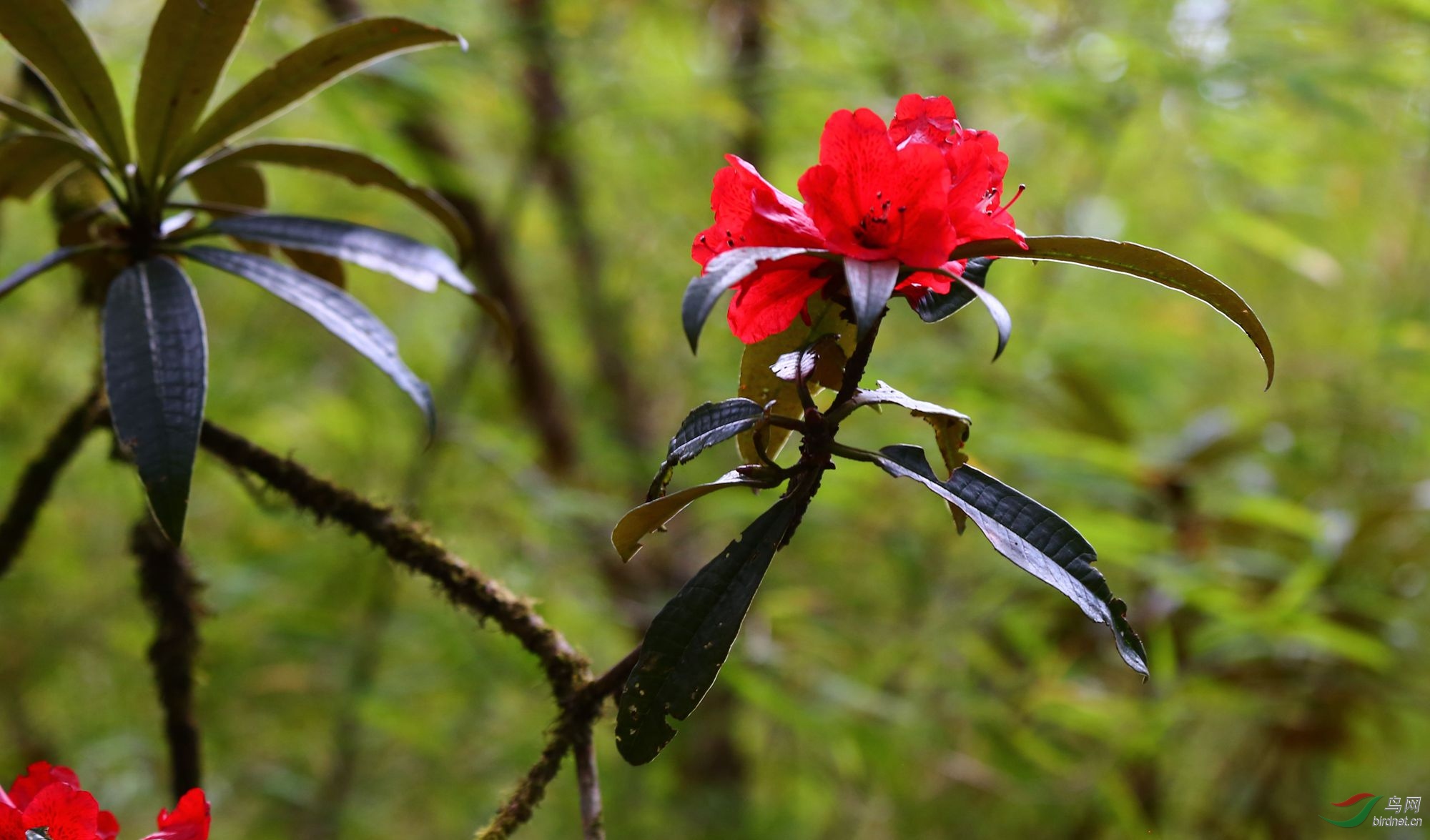 高黎贡山杜鹃花