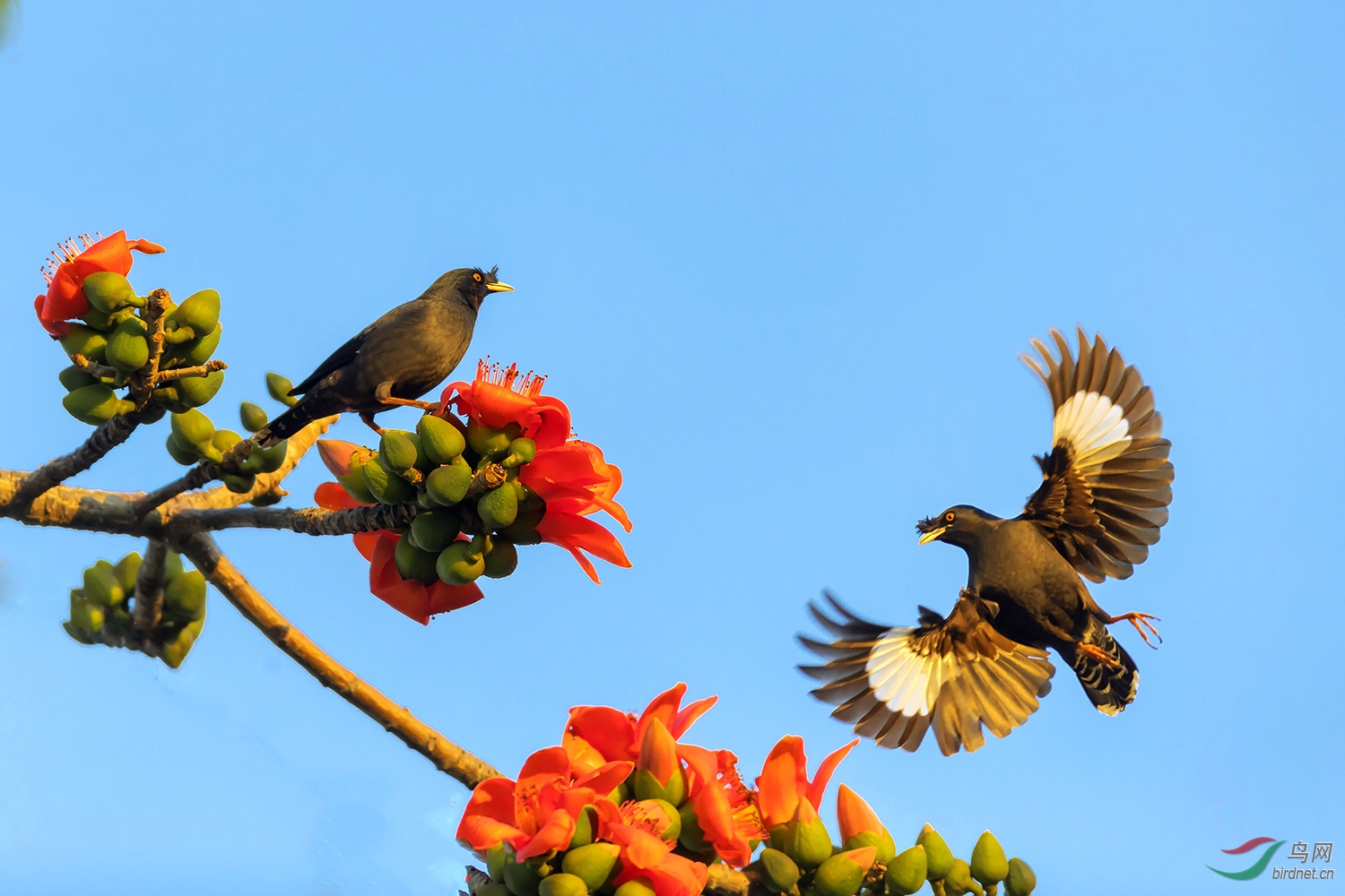 木棉花开鸟飞来