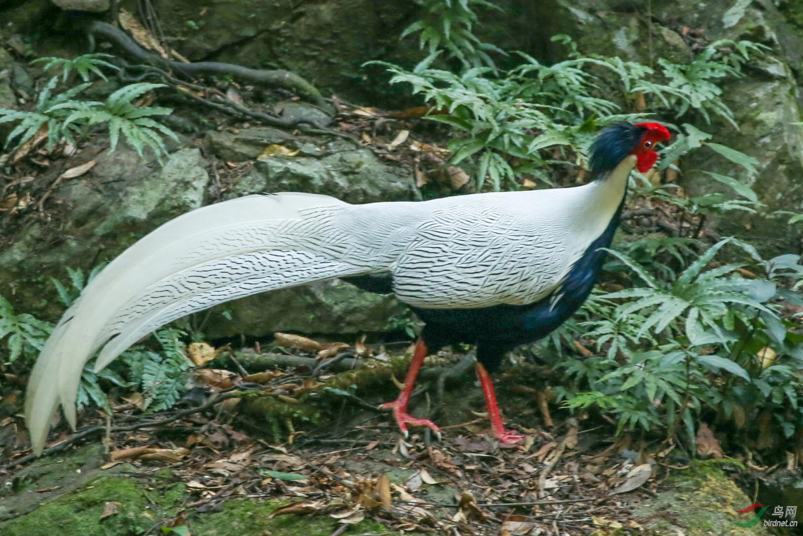 BD5Z8795.JPG
