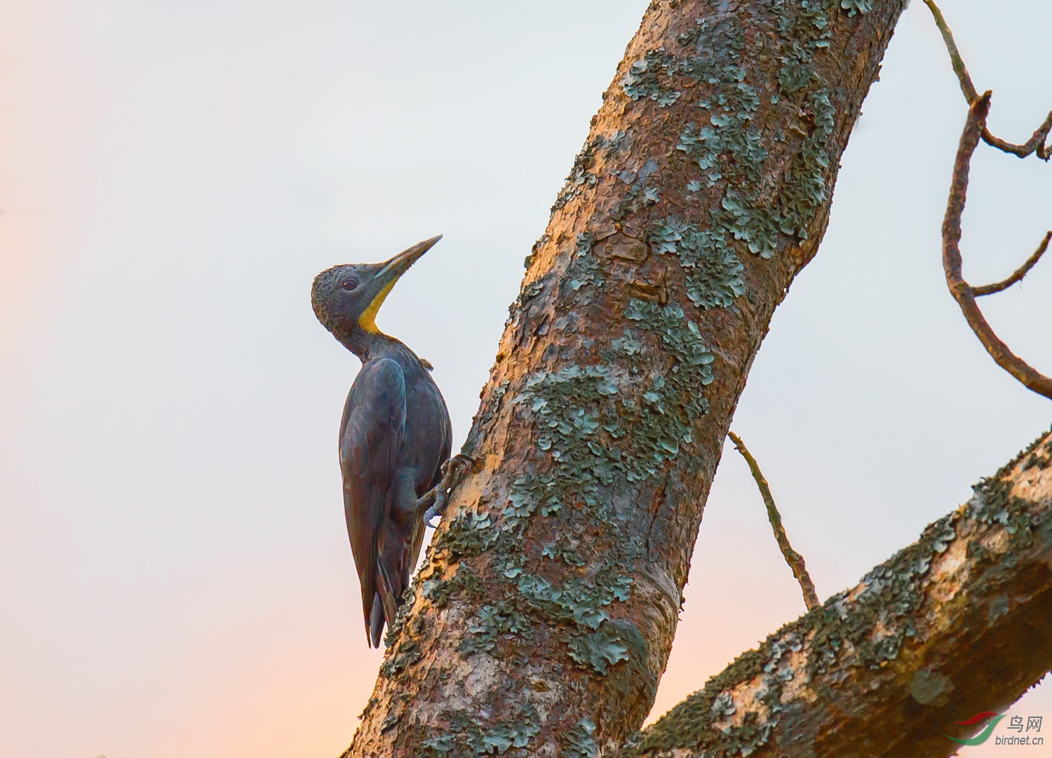 大灰啄木鸟 - 林鸟版 鸟网
