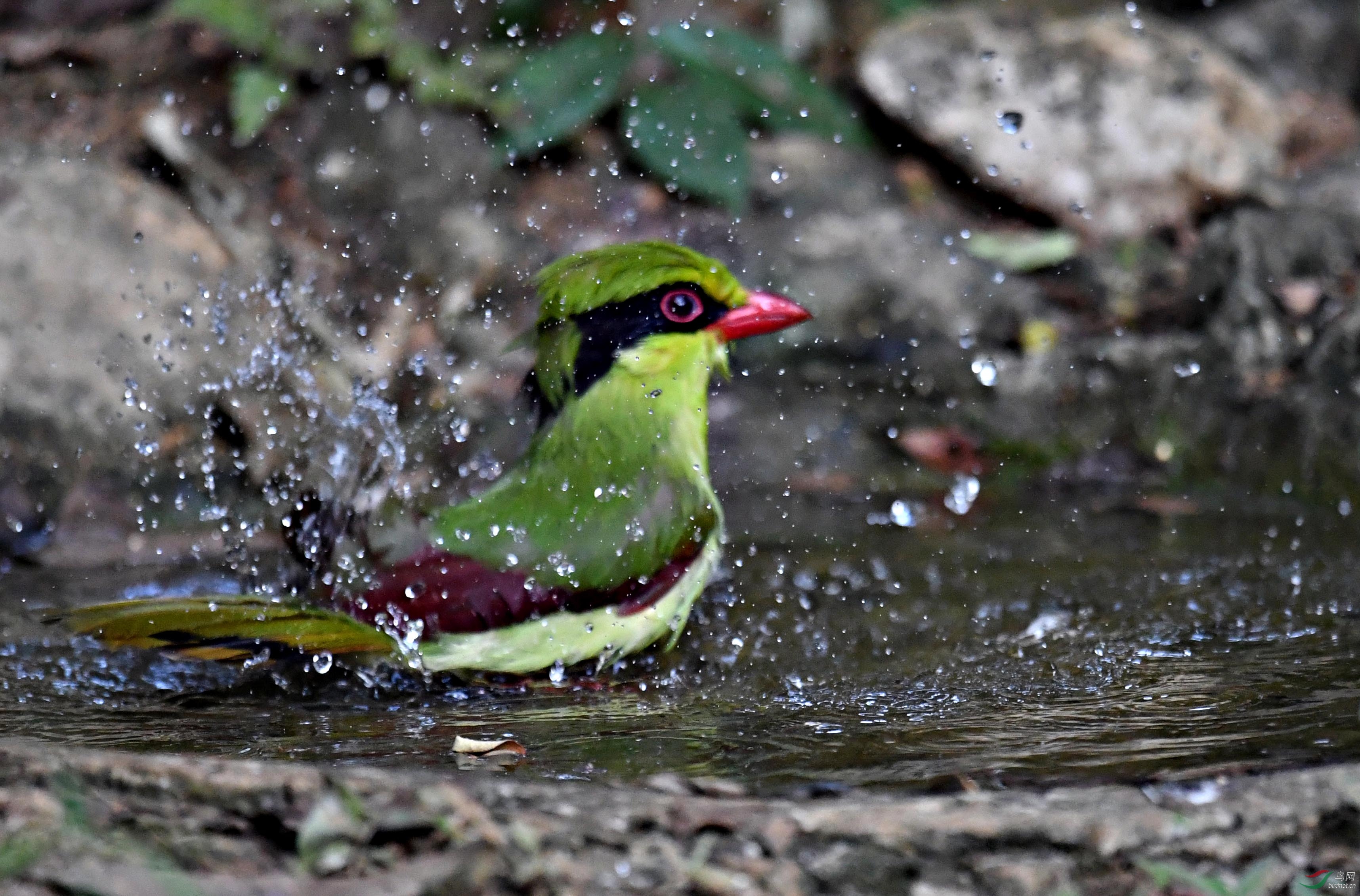 广西弄岗国家自然保护区明星鸟