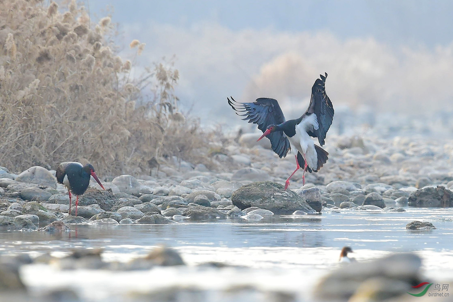 黑鹳- 青海版 qinghai 鸟网