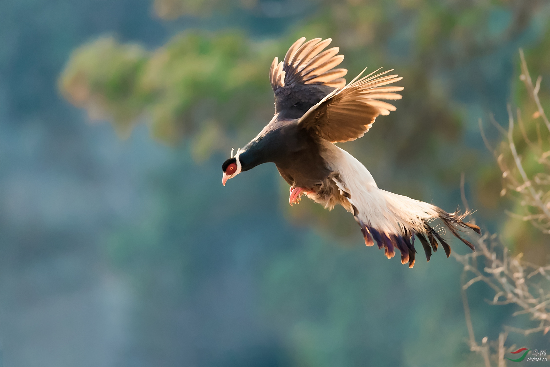 褐马鸡6 - 尼康专栏 鸟网