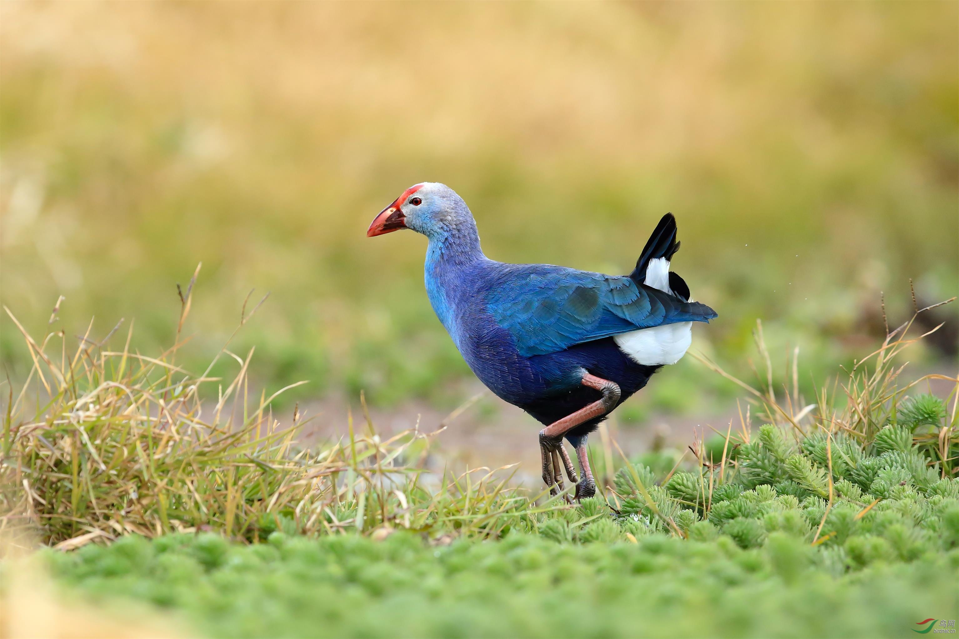 紫水鸡祝贺荣获鸟类精华