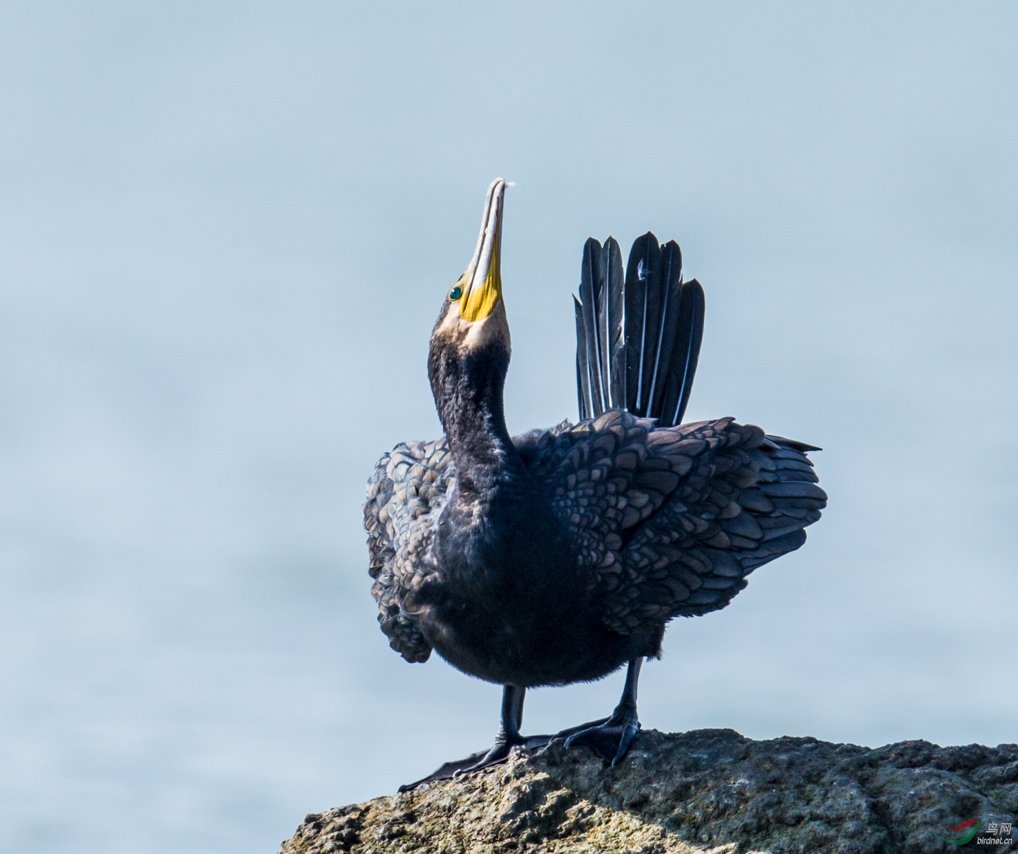 向老师问好!   发表于 2019-1-26 11:34 4 查看全部评分 鸟已飞过