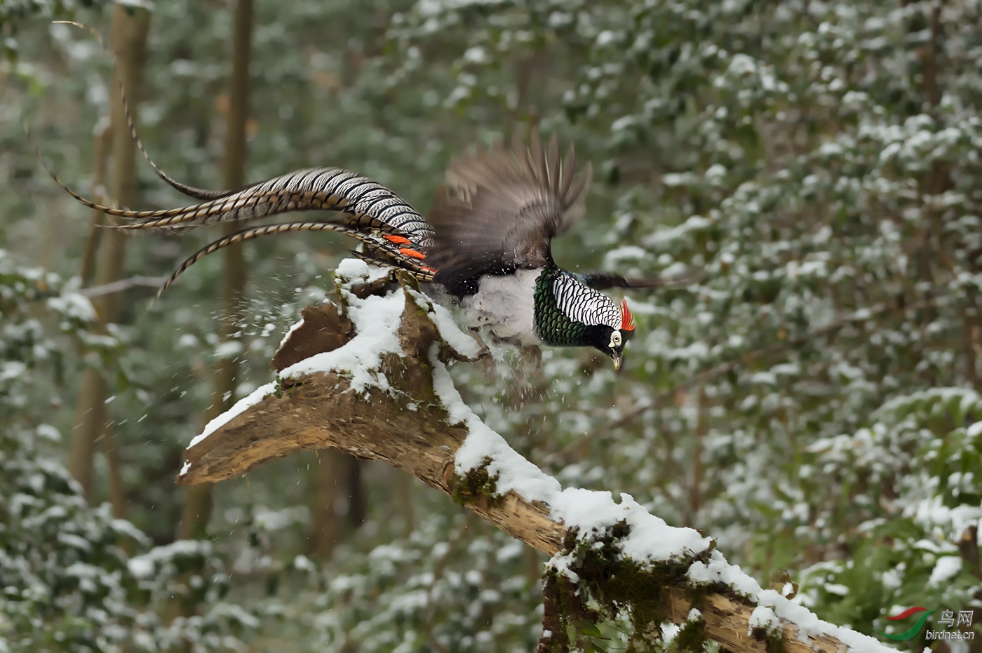 白腹锦鸡【鸡舞雪飞!】