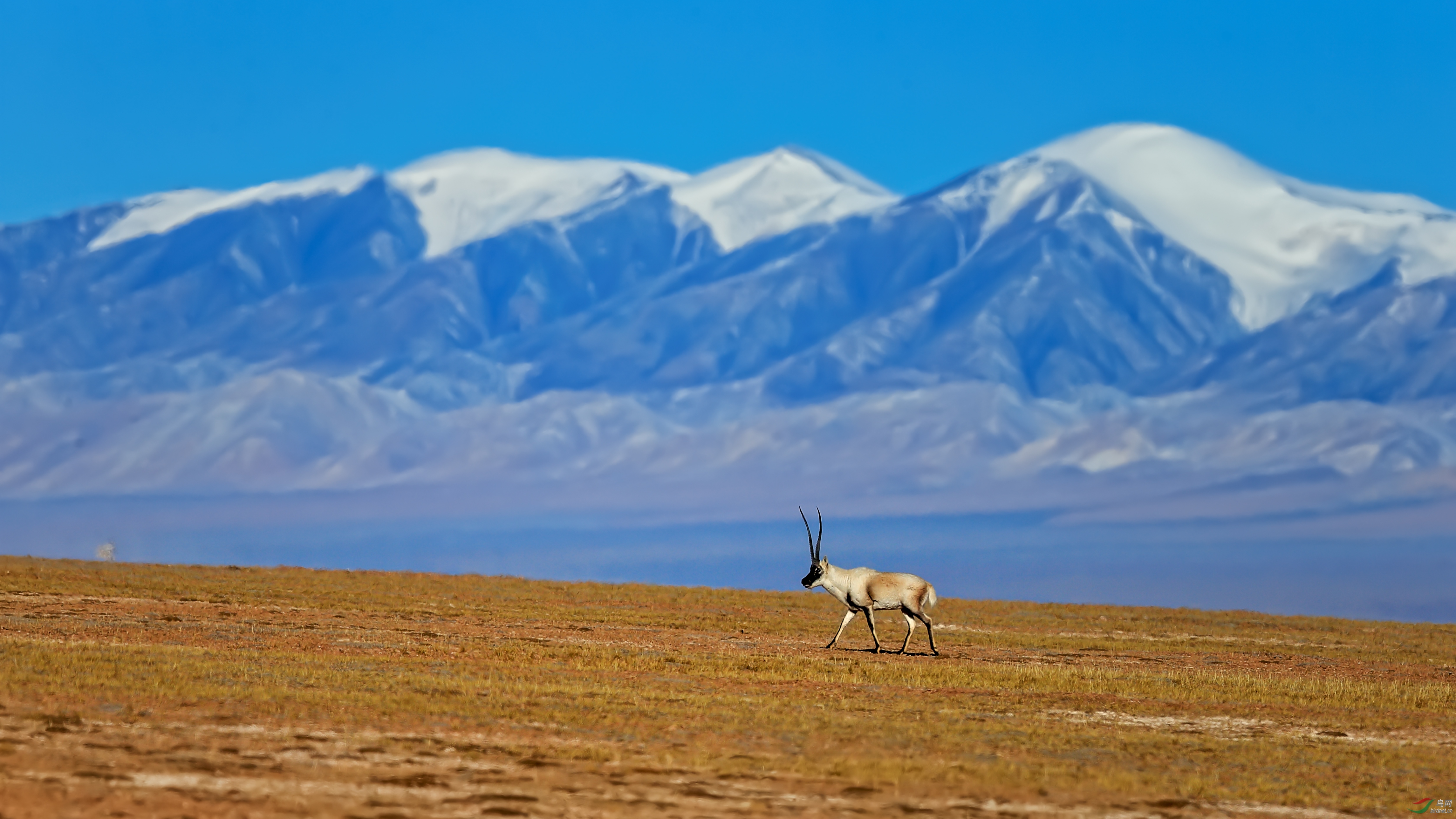 藏羚羊【荣获首页动物精华】 - 青海版 qinghai 鸟网