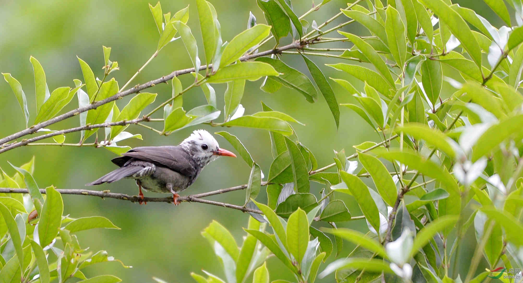 尼康的最爱拍鸟