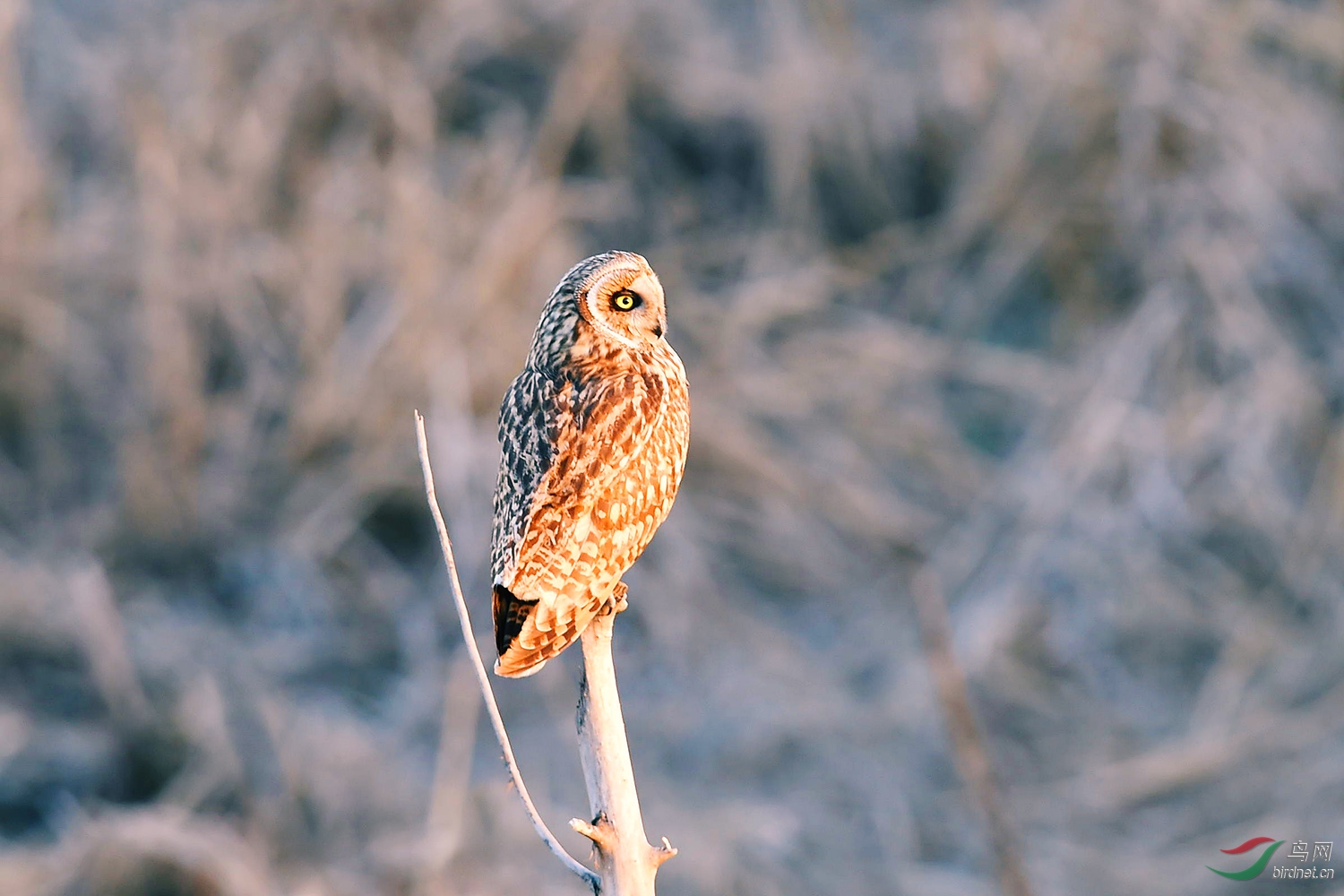 DSC_8236fb.jpg