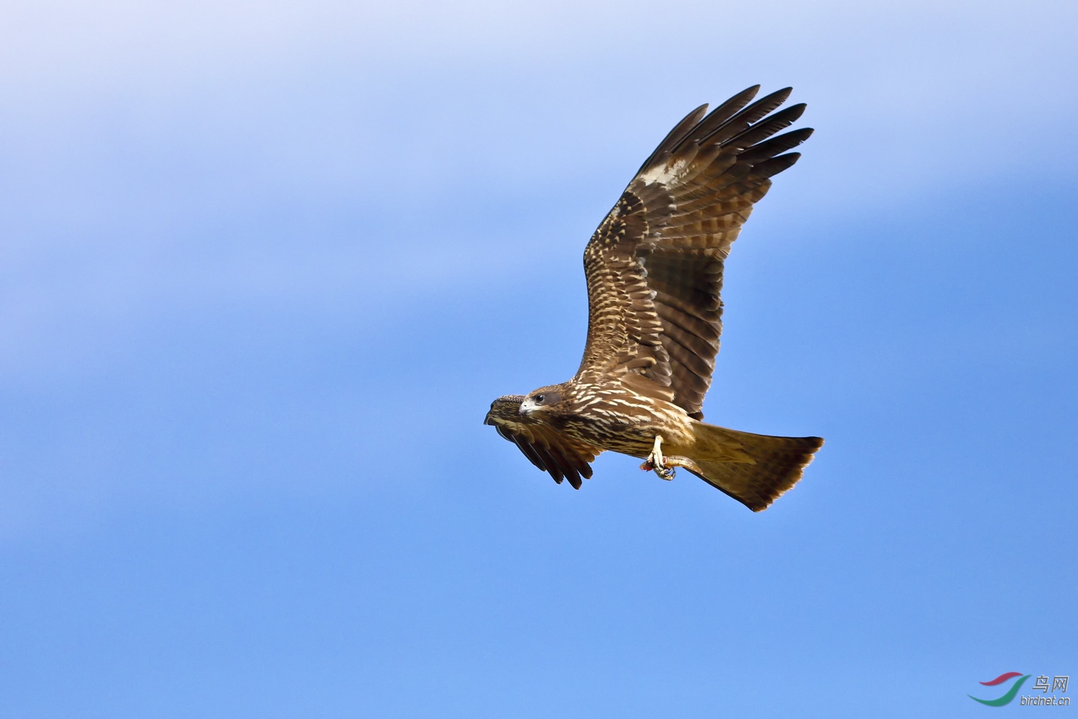 老鹰捉鱼展翅飞