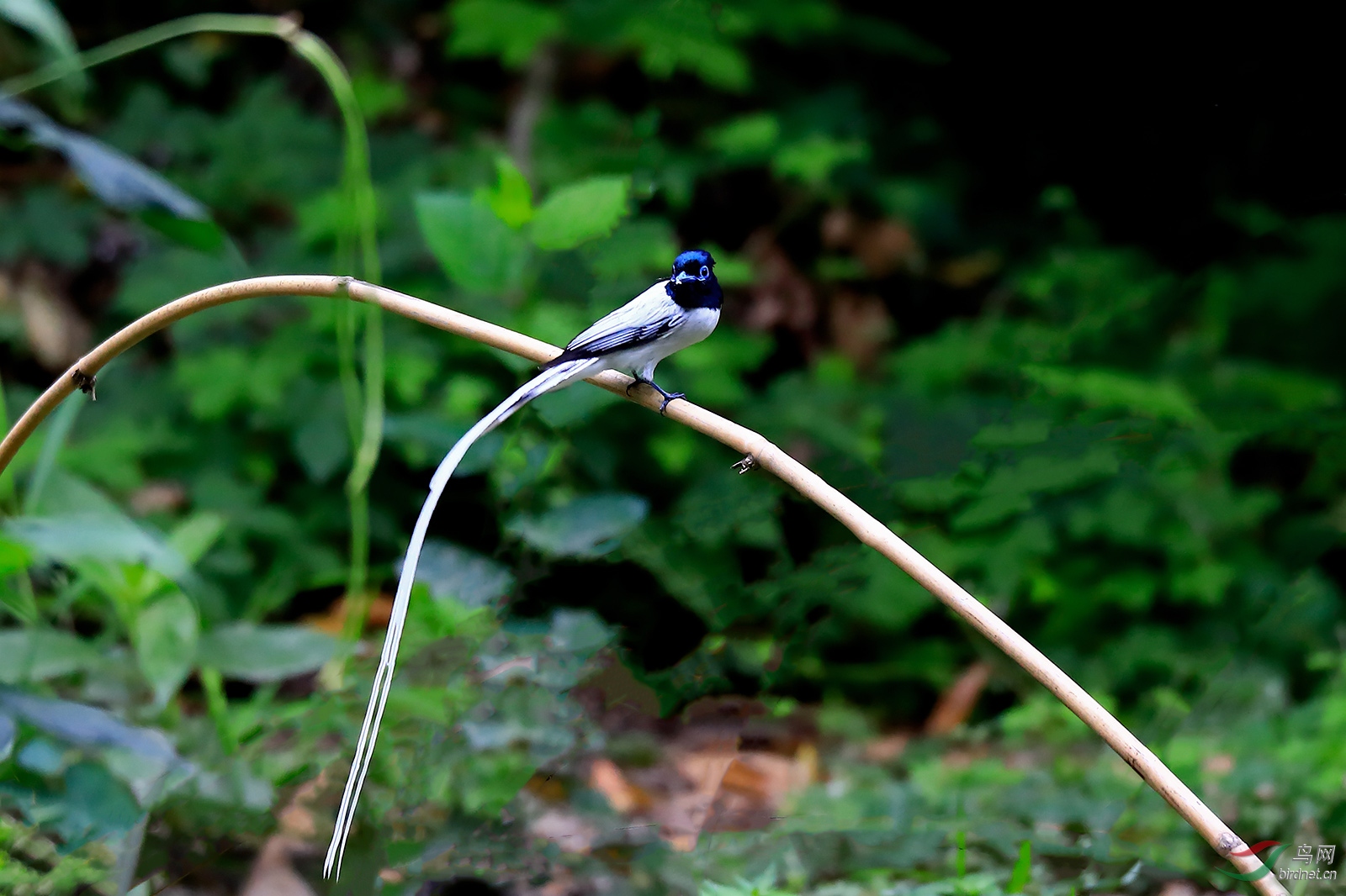 _86A0667-p.jpg