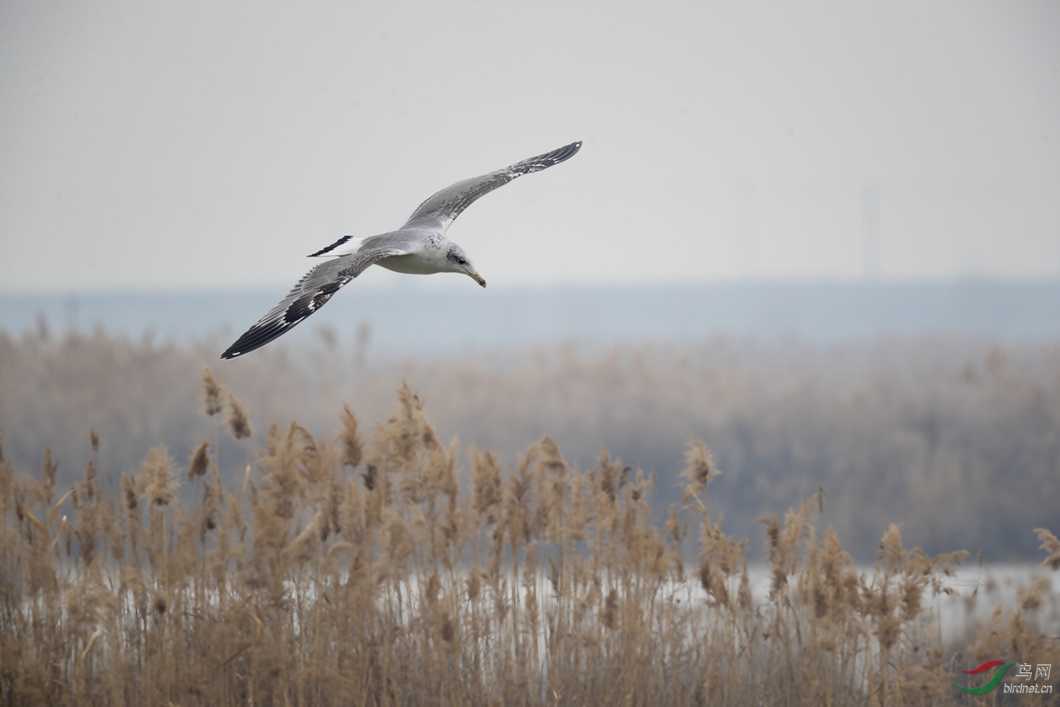 NL__2827-1.jpg
