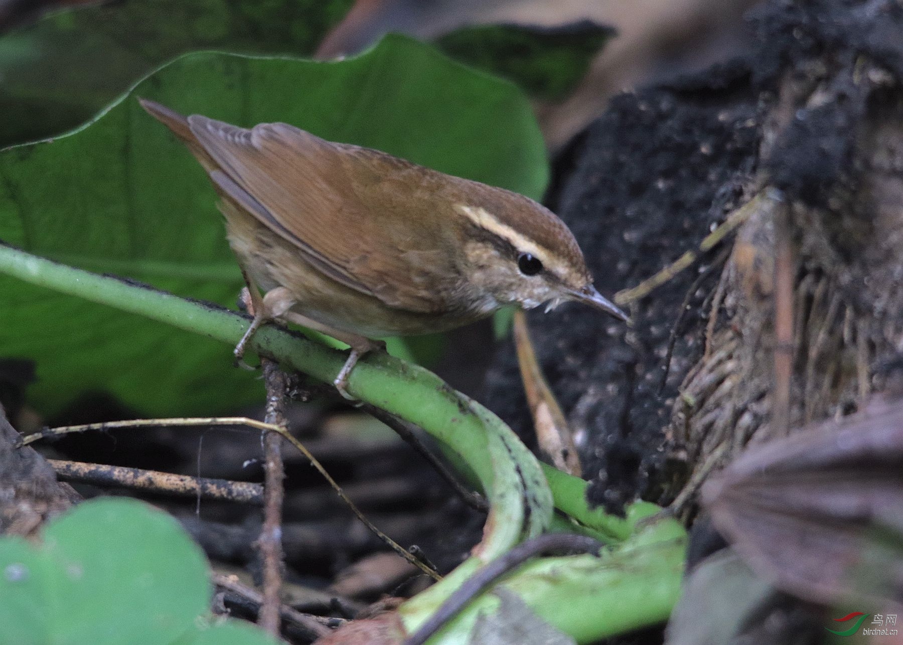 今日新收获的鸟种鳞头树莺