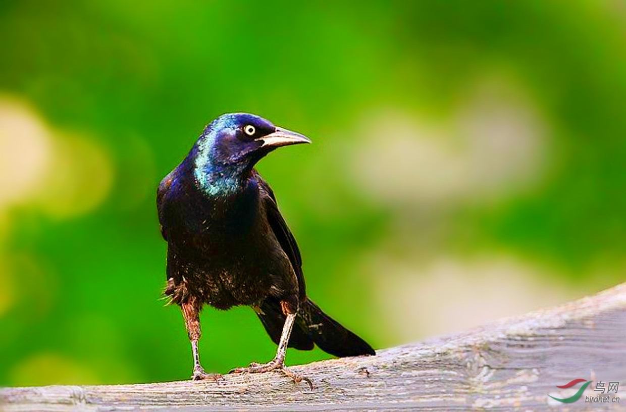 大尾拟八哥【貌似华贵】