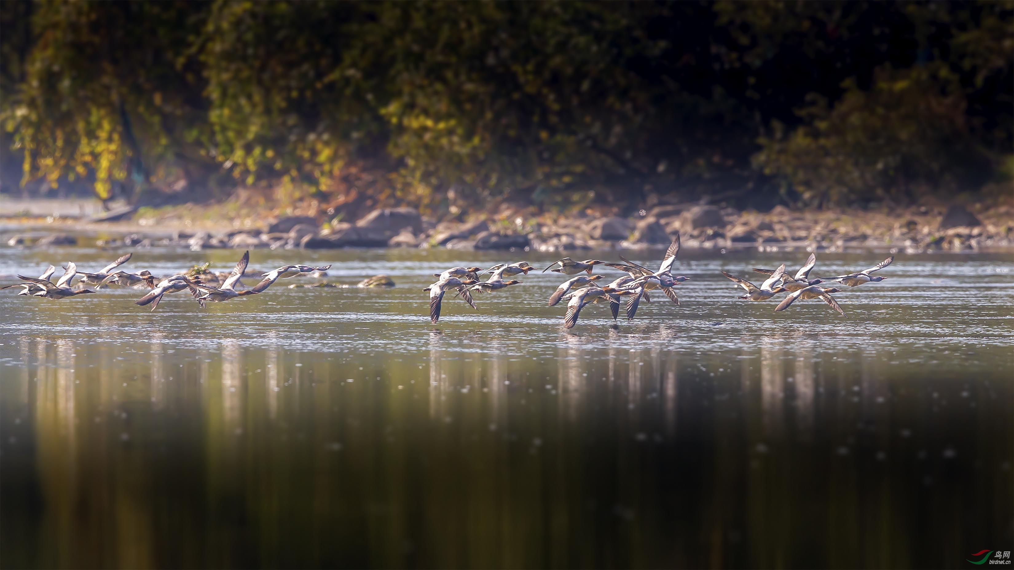 _J046211-3A.jpg