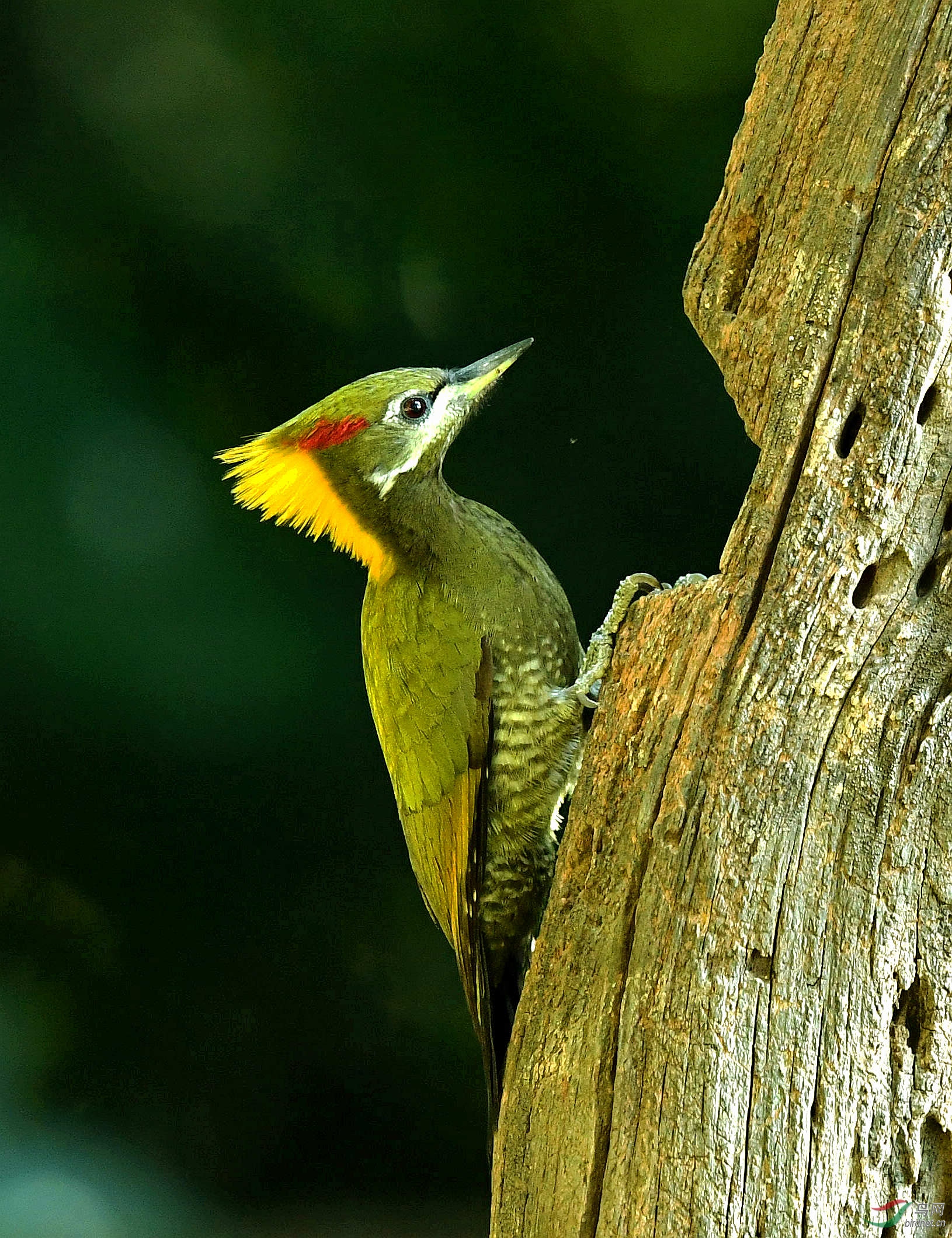 黄冠啄木鸟 - 广西版 guangxi 鸟网