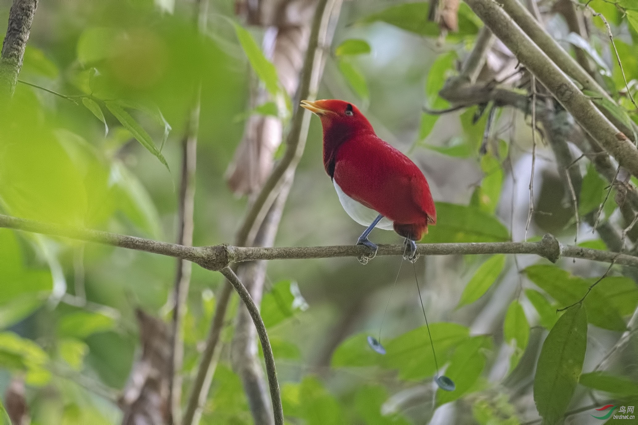 王风鸟kingbirdofparadise别名国王天堂鸟拍自印度尼西亚西巴布亚省