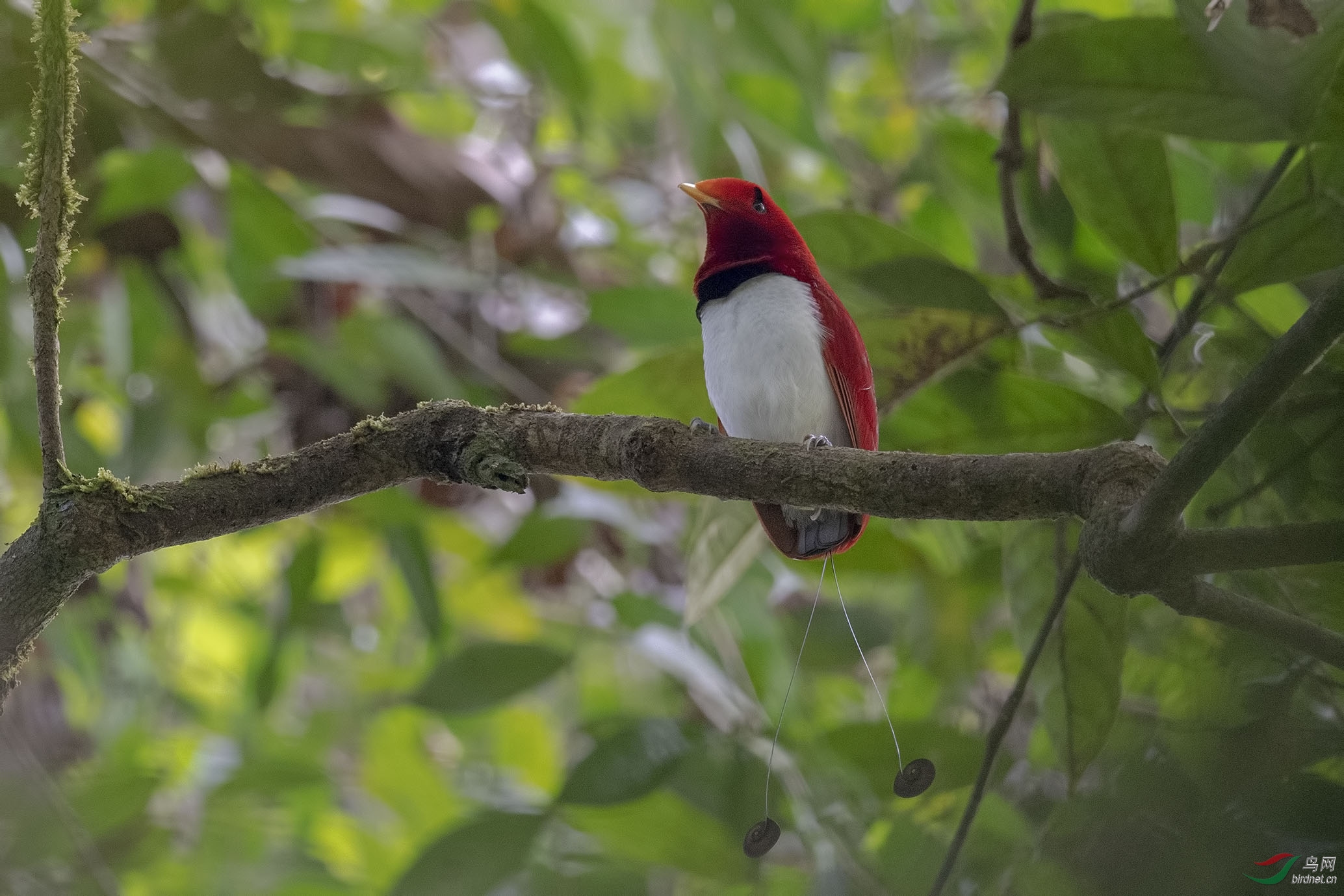 王风鸟(king bird of paradise)别名国王天堂鸟 , 拍自印度尼西亚西