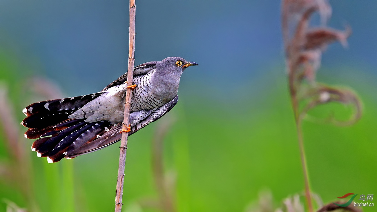 了望(贺获鸟类精华)