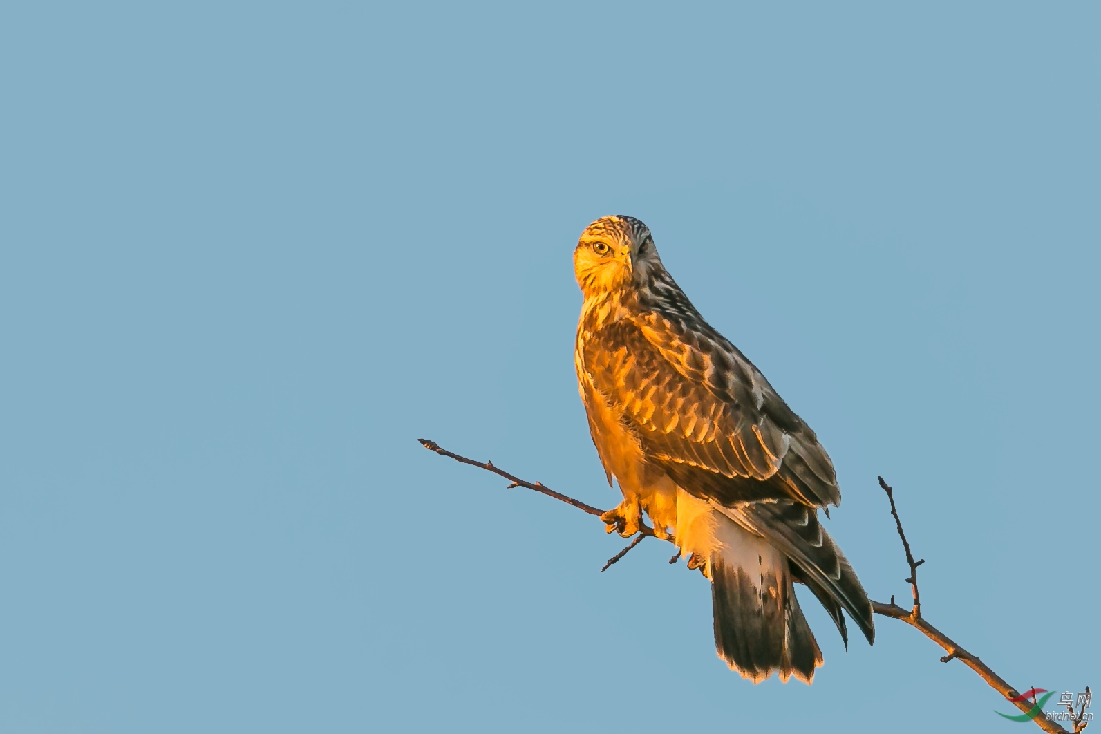 夕阳中的毛腿鵟