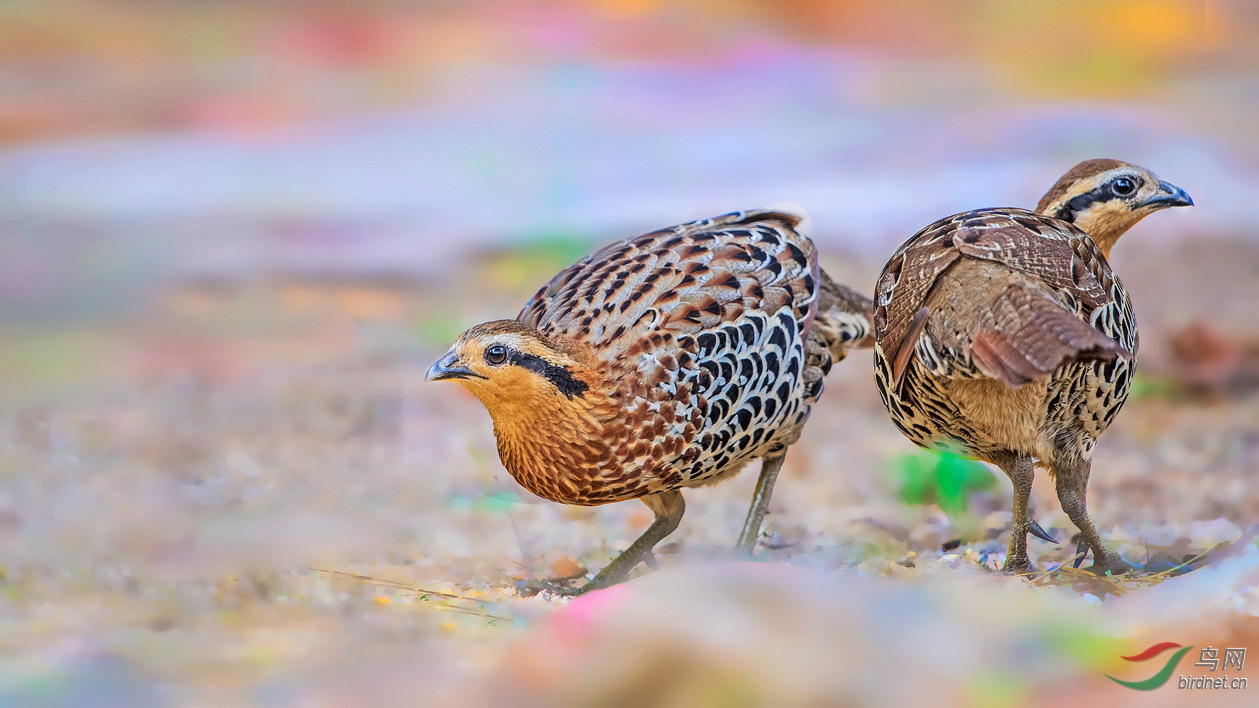 棕胸竹鸡 - 海南版 hainan 鸟网