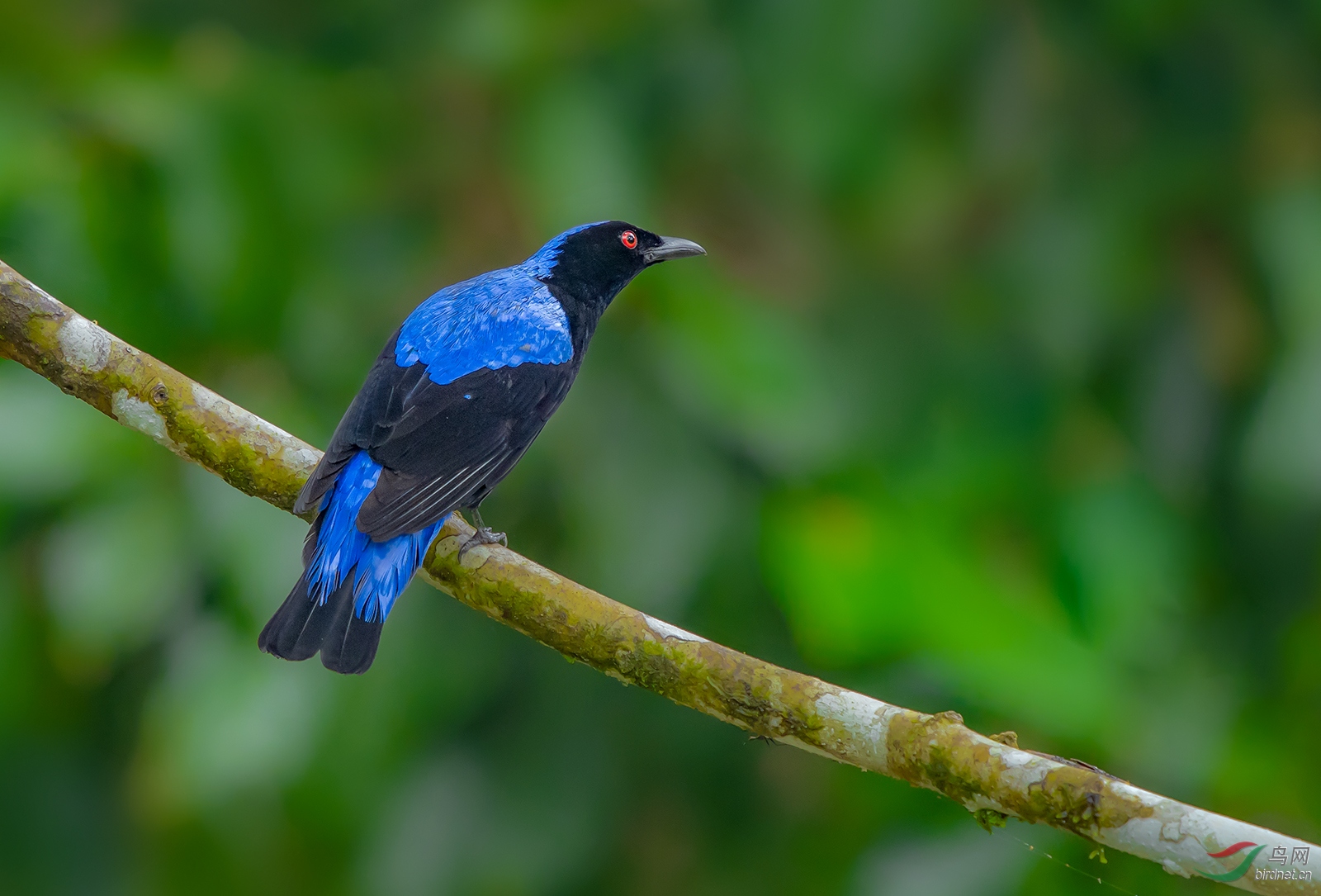 和平鸟 荣获首页精华>