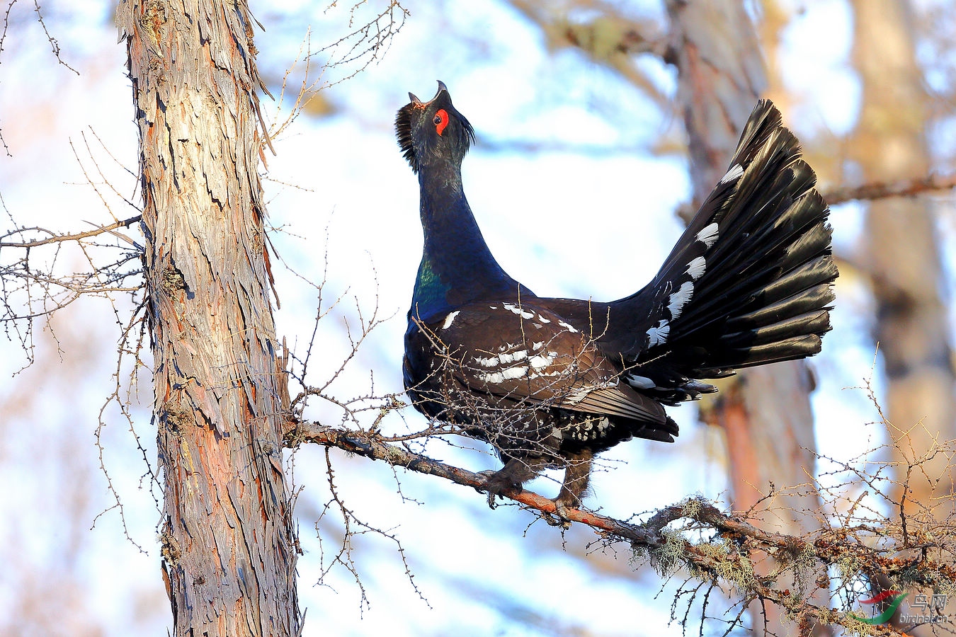 清晨的黑嘴松鸡(祝贺佳作荣获首页精华)