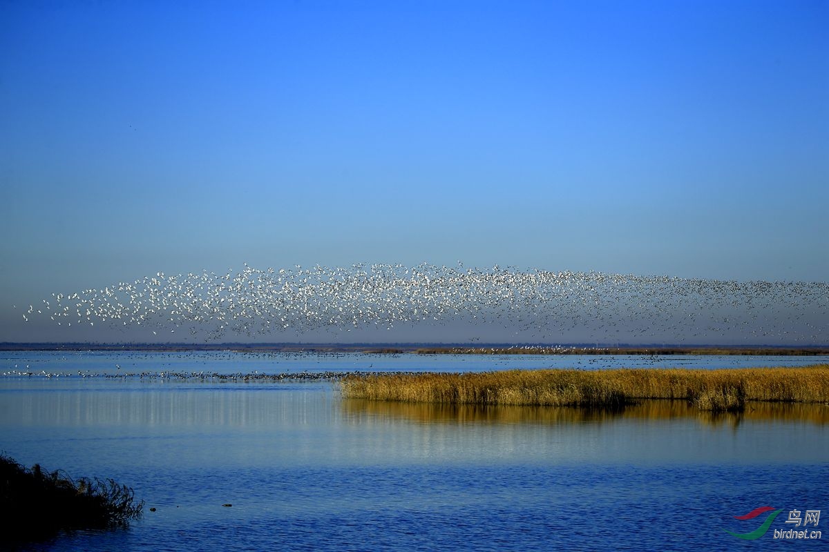 北大港湿地随拍