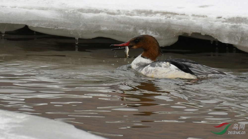 DSC_0184.jpg