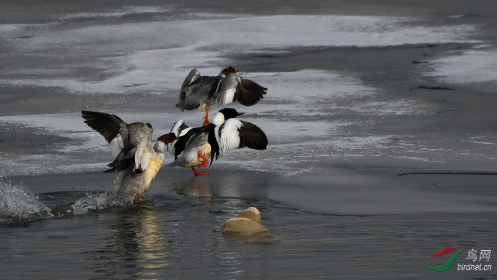 DSC_9768.jpg