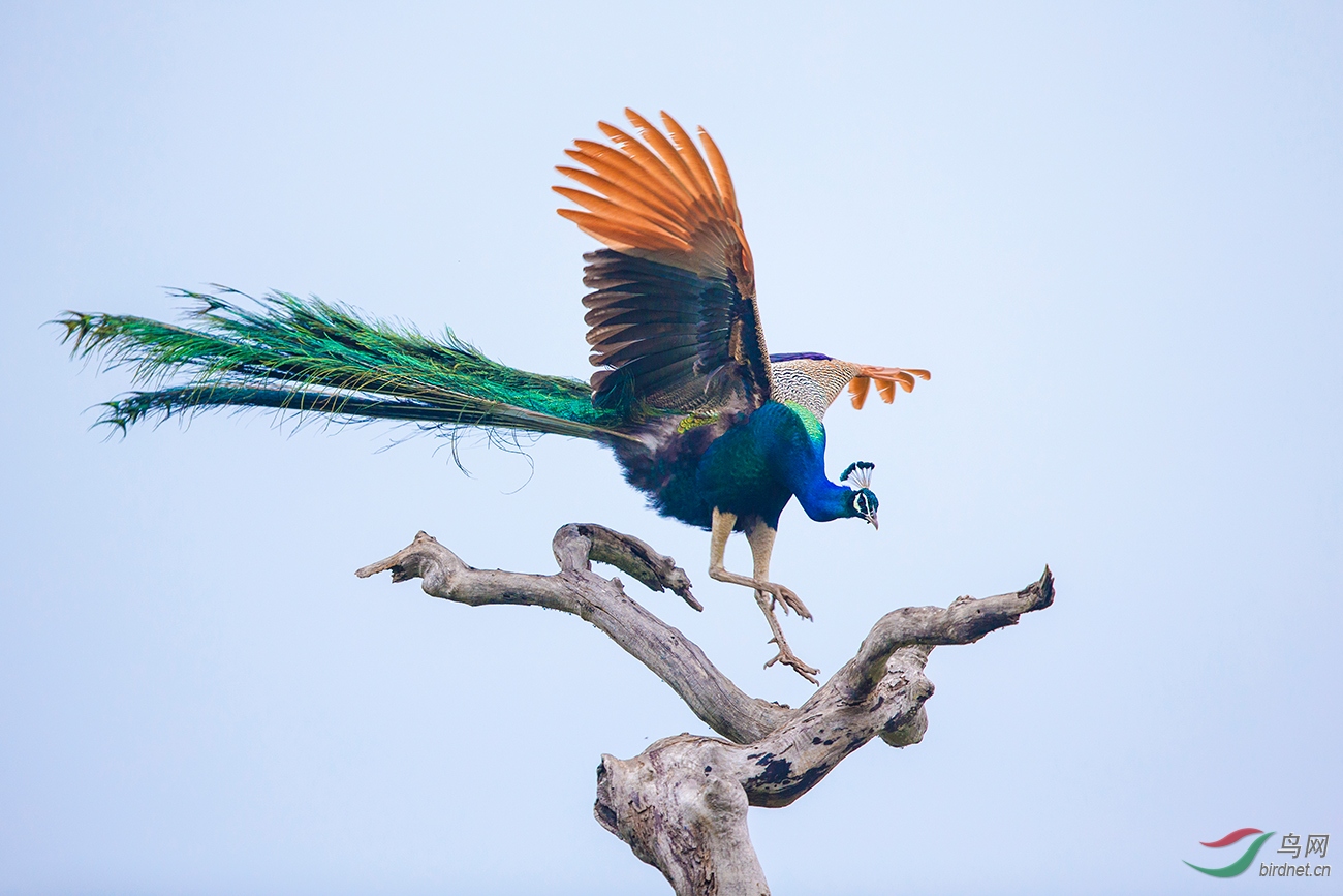 《飞姿》—— 斯里兰卡蓝孔雀
