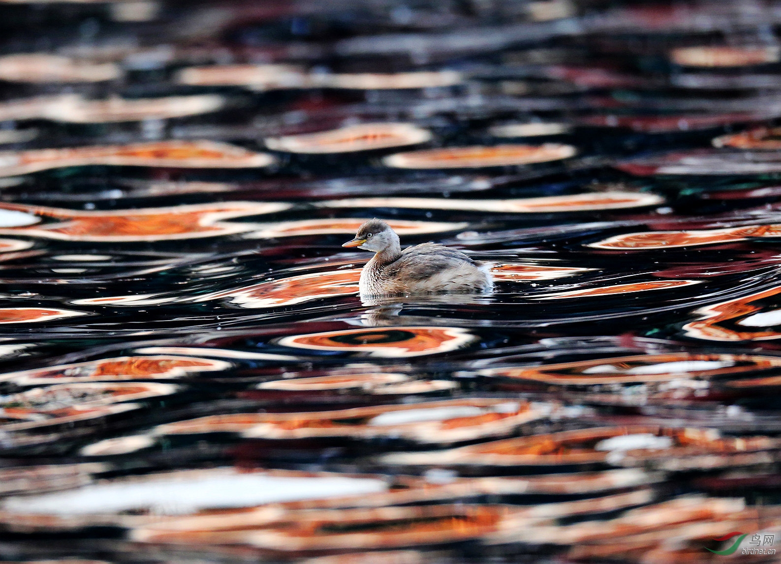 7M7A9111 ����.jpg