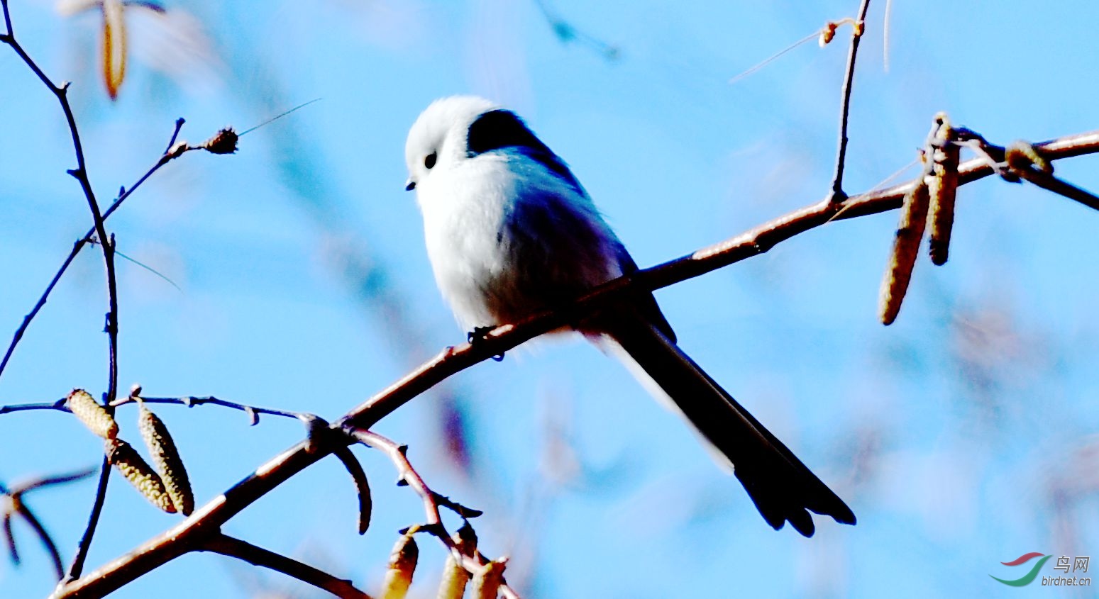 长尾银喉山雀 - 青海版 qinghai 鸟网