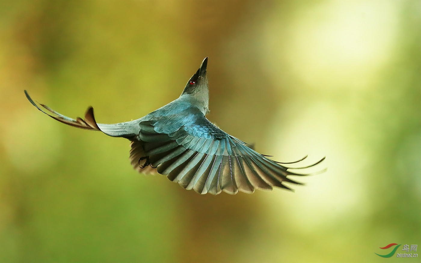 拂羽来 · 灰卷尾【祝贺荣获首页鸟类精华】 - 海南版 hainan 鸟网
