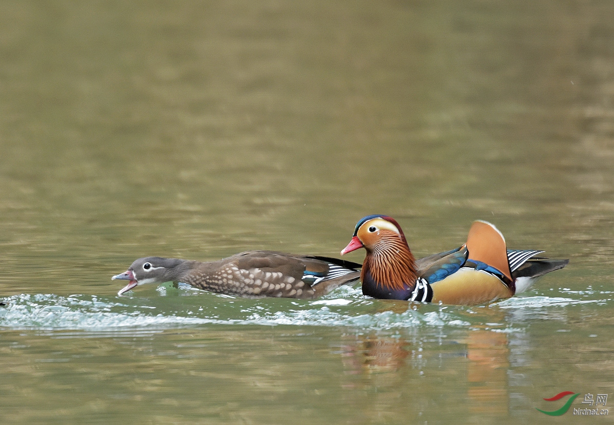 雌雄鸳鸯 - 天津版 tianjin 鸟网