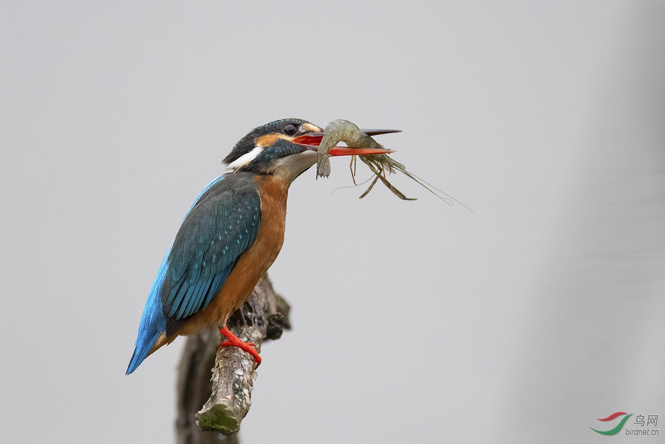 DSC_p0076.jpg