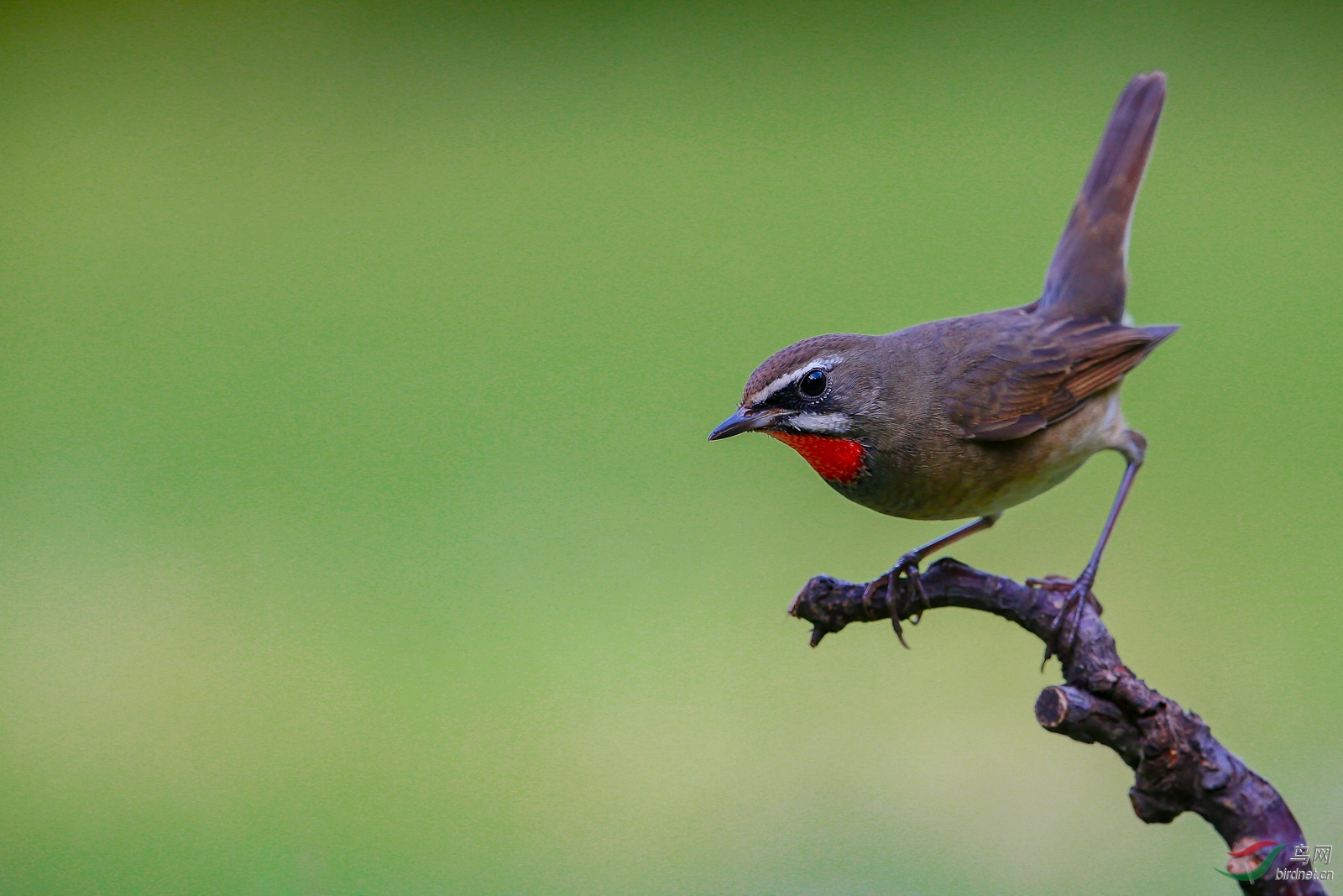 祝鸟友们小年快乐吉祥!--红喉歌鸲