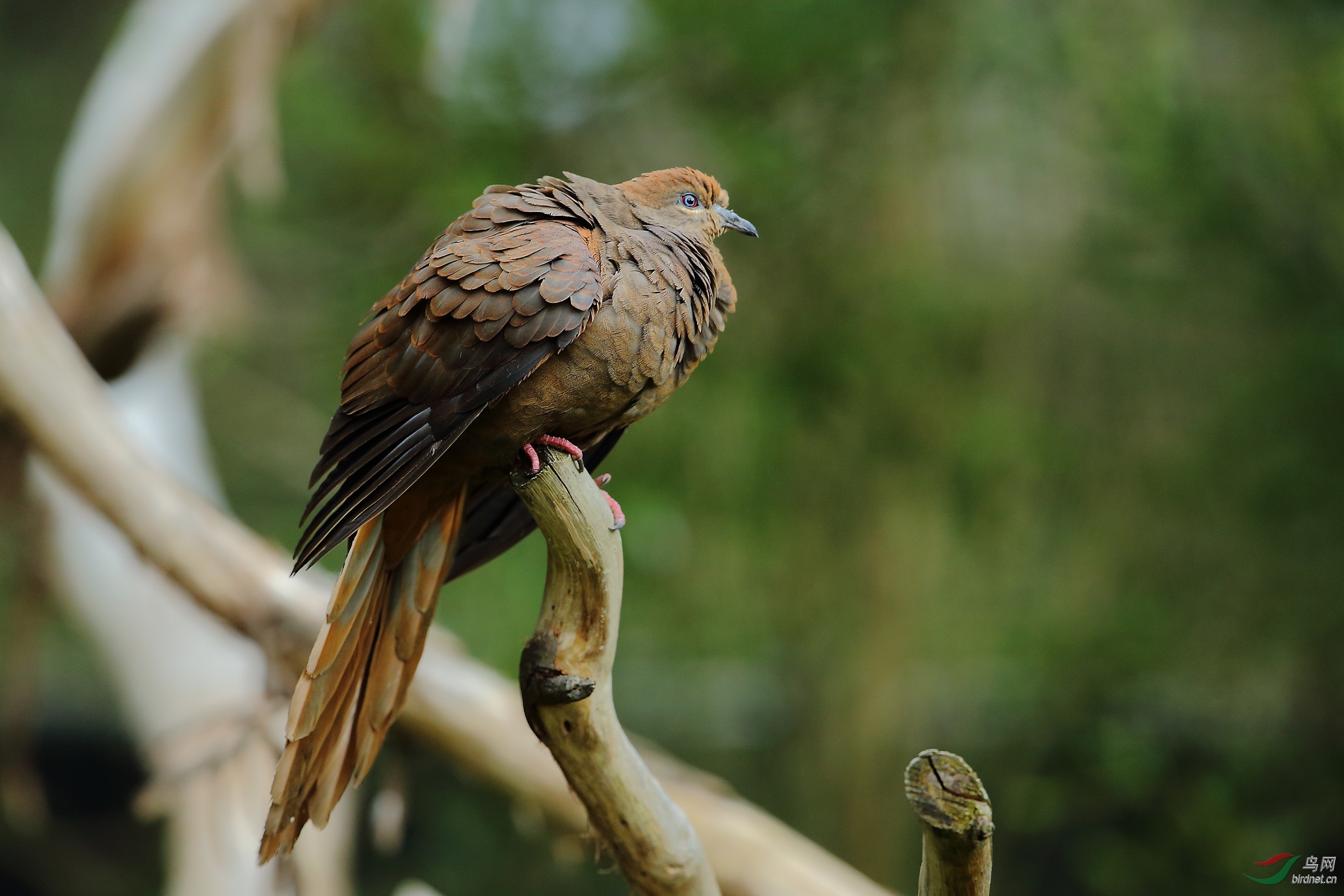 棕鸠- 台湾版 taiwan 鸟网