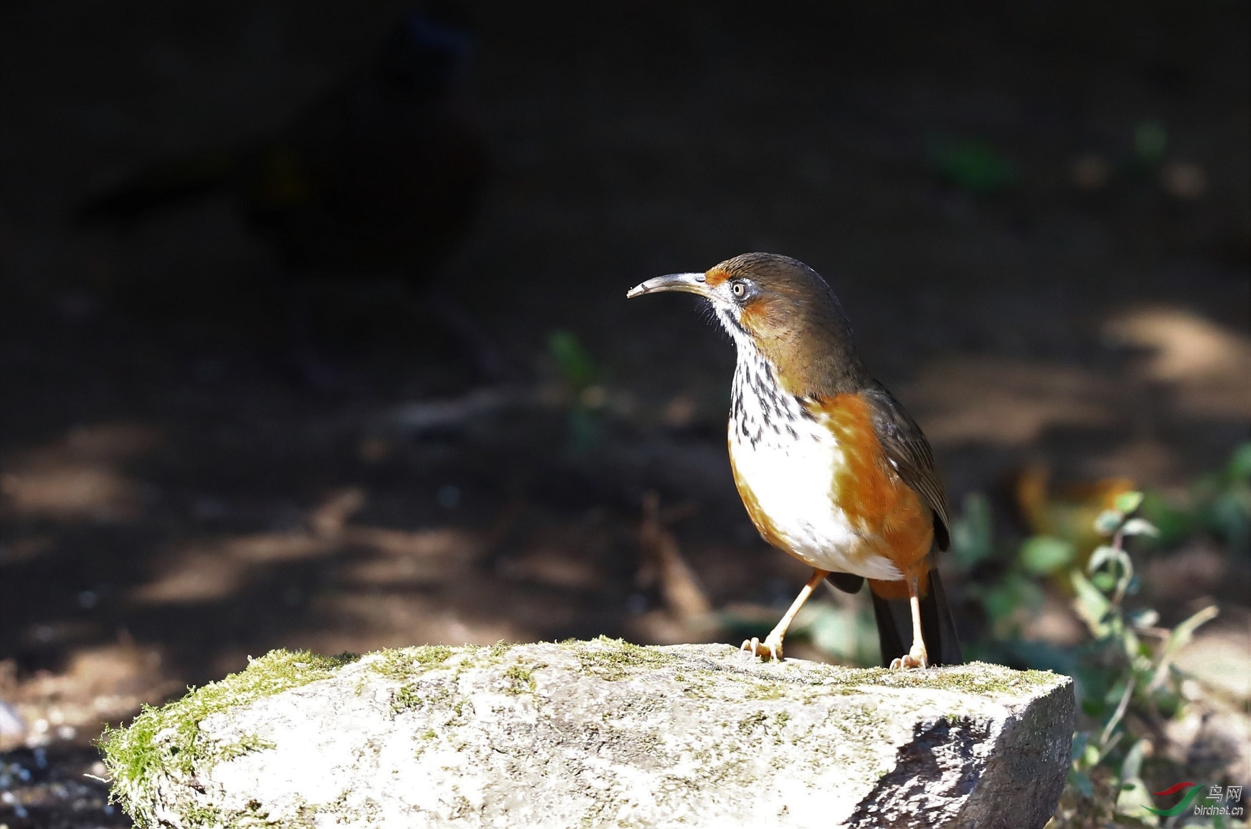 锈脸钩嘴鹛 - 新疆版 xinjiang 鸟网