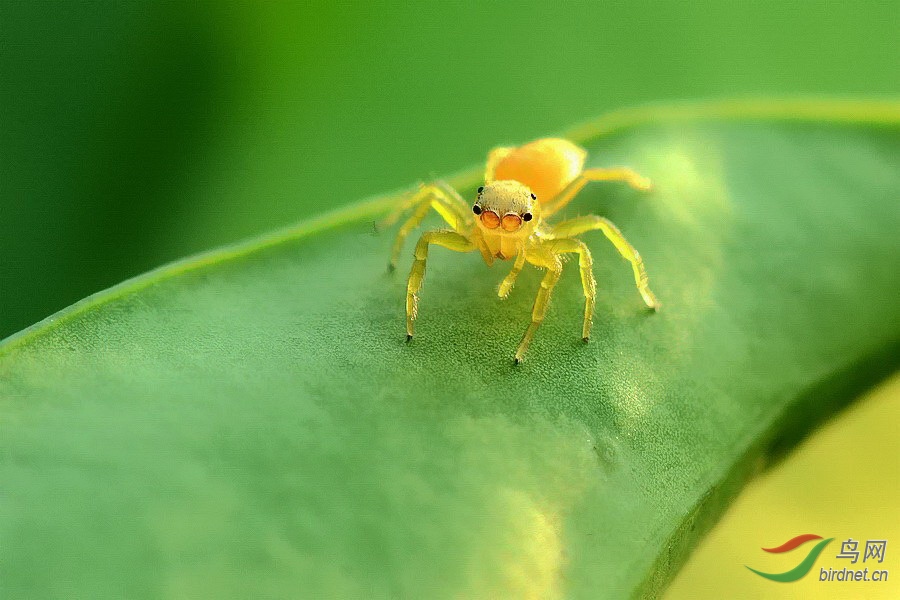 金黄色跳蛛