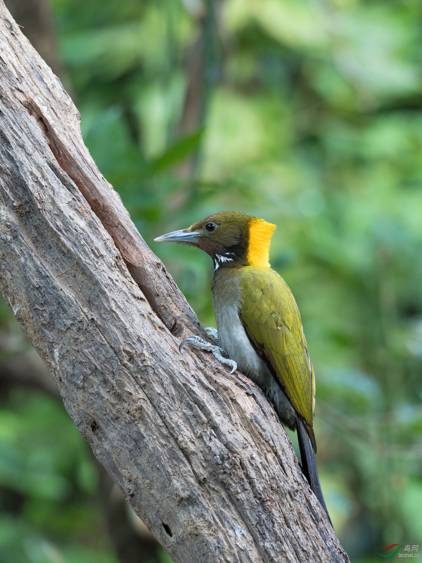 ��ƹ���ľ��