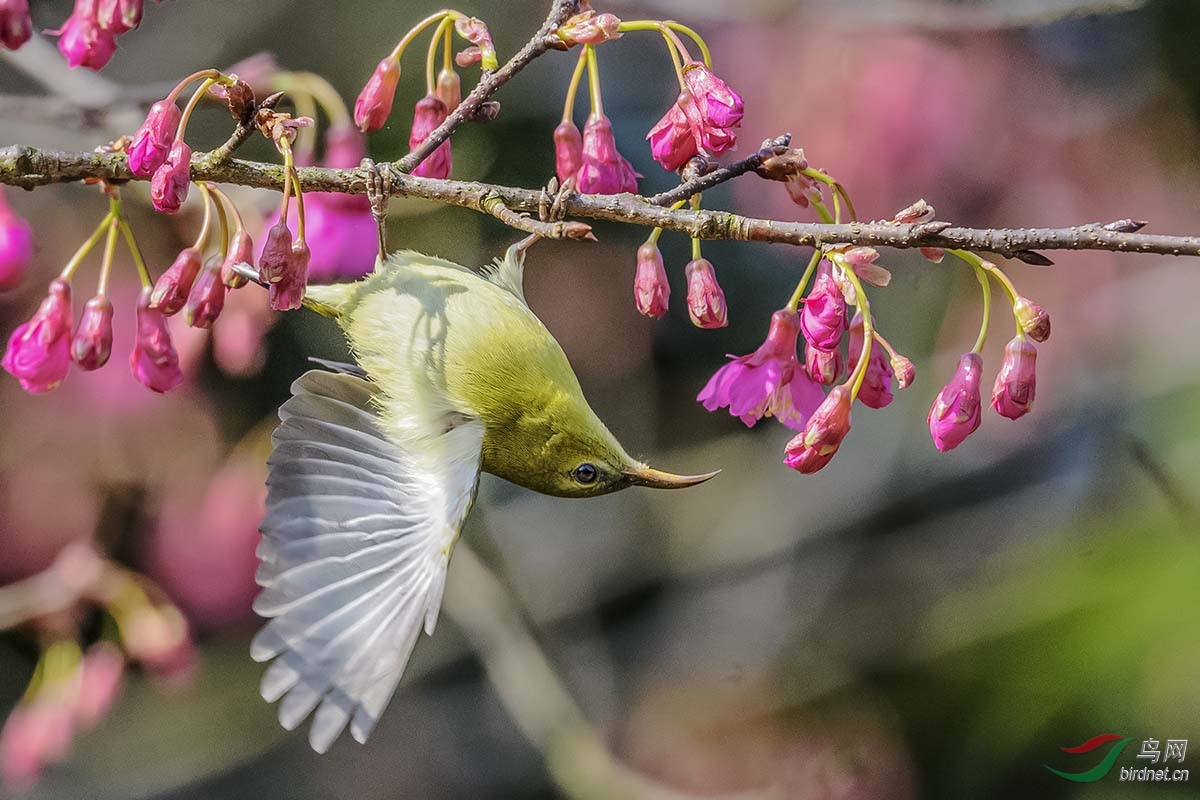 DSC_6012.jpg