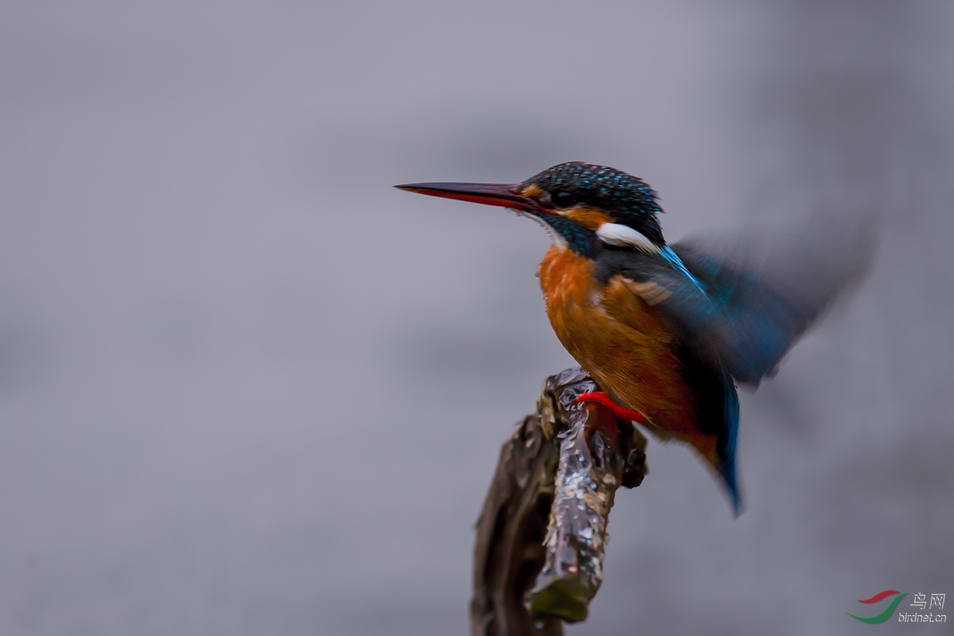 DSC_p0460.jpg