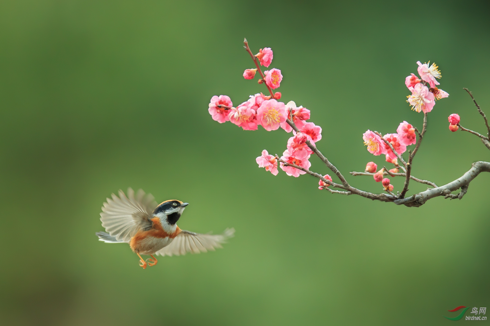 无锡拍红头欢迎大家祝贺荣获每日一图