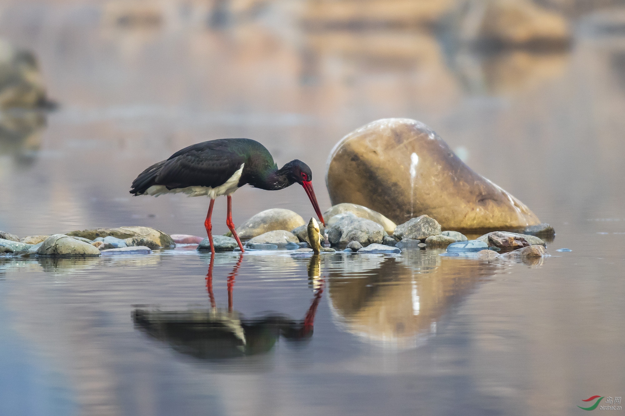 鹳 鱼之争(组图)