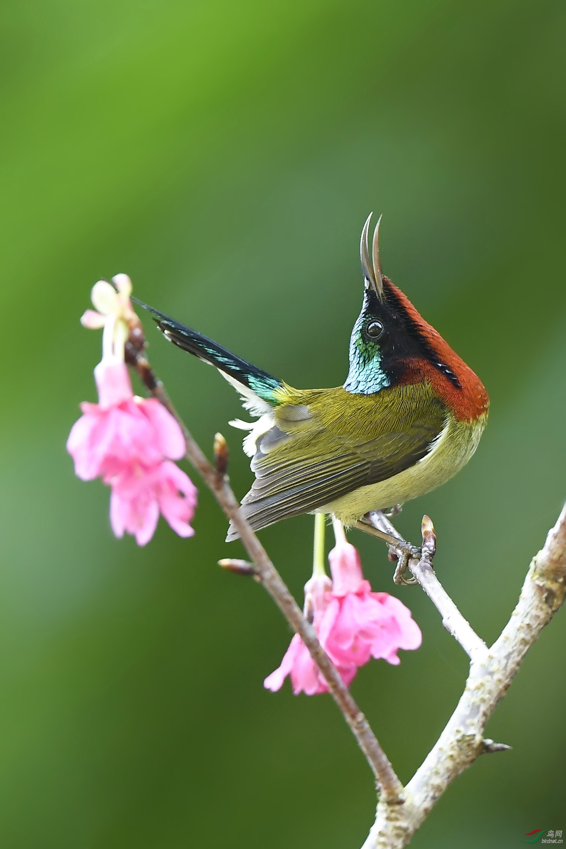 ��β̫����