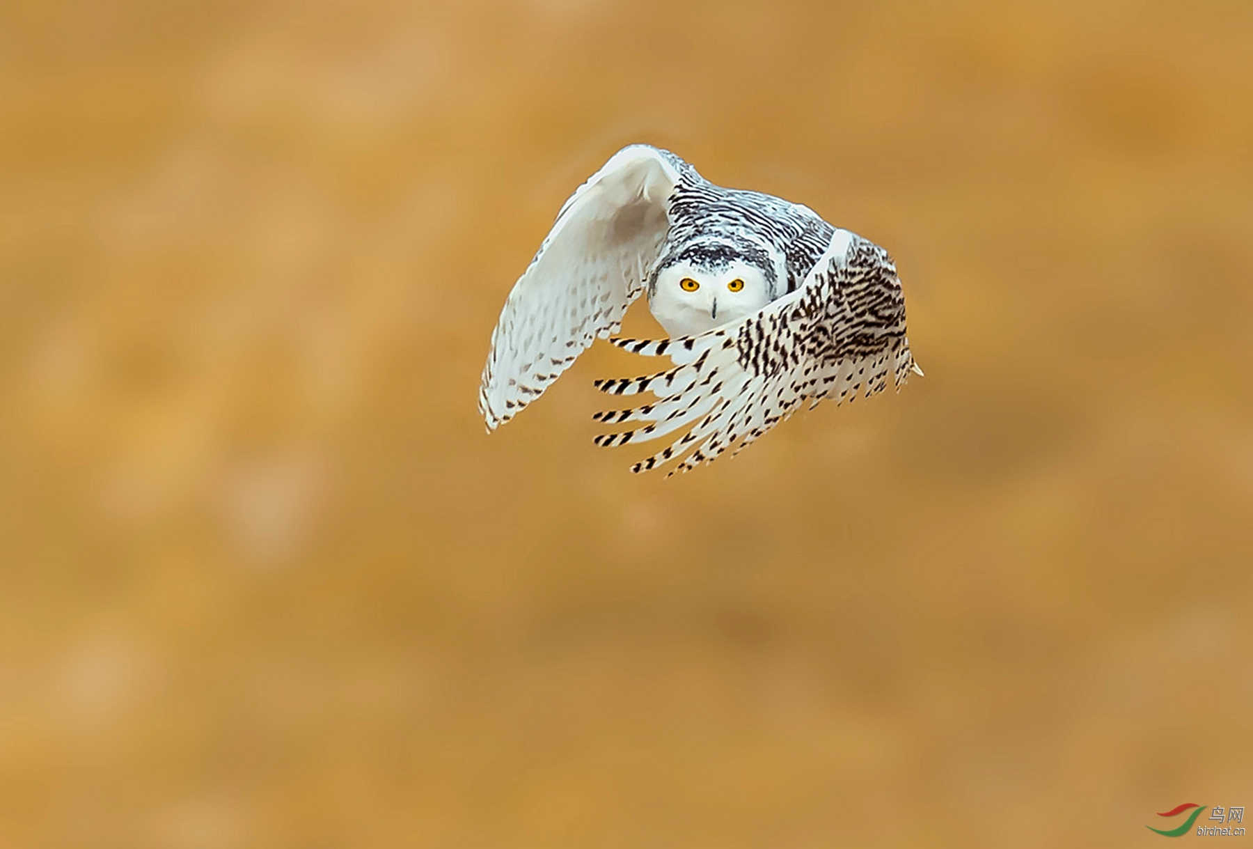 DSC_9166ps_����.jpg