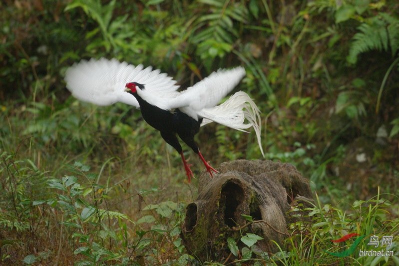 飞-白鹇 - 宁夏版 ningxia 鸟网