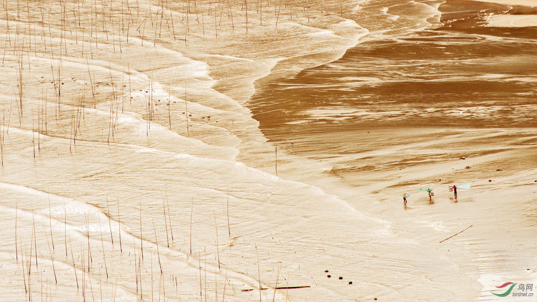 霞浦滩涂 - 上海版 shanghai 鸟网